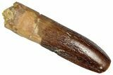 Fossil Sauropod Dinosaur (Titanosaur) Tooth - Morocco #332505-1